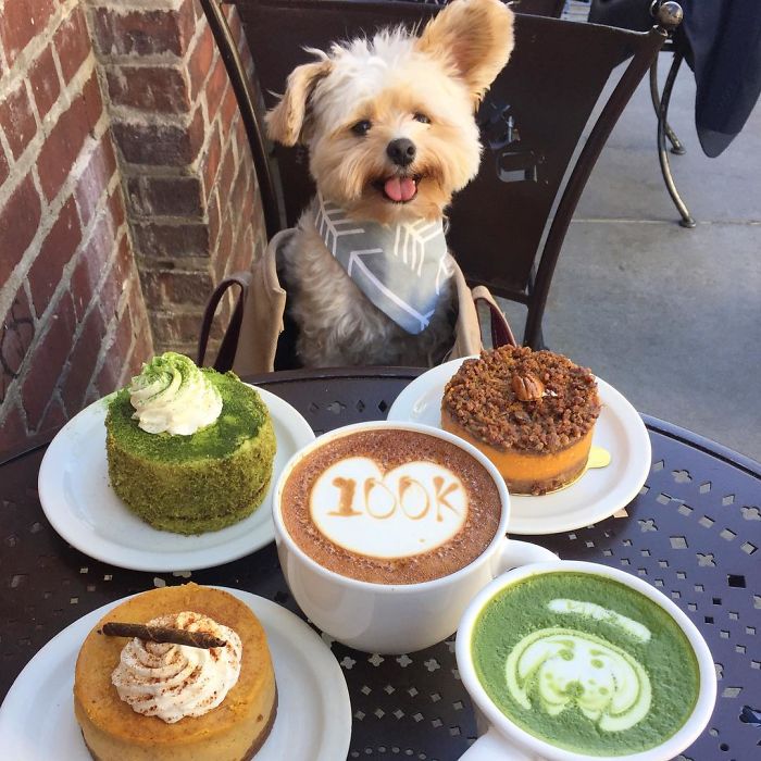 Popeye The Foodie Dog