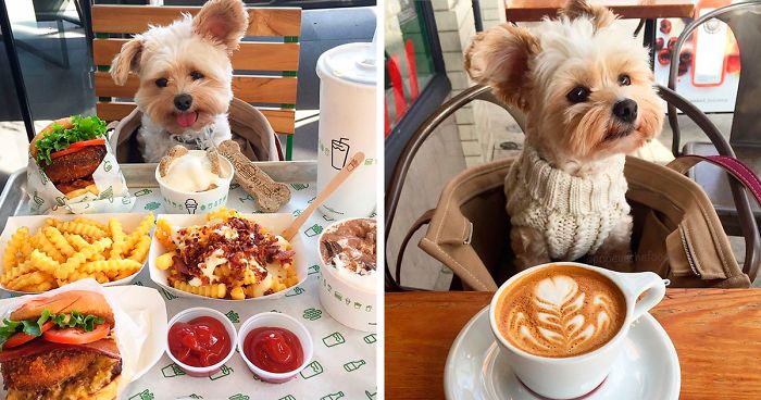 Starving Homeless Dog Gets Rescued And Taken To Pet-Friendly Restaurants Every Day