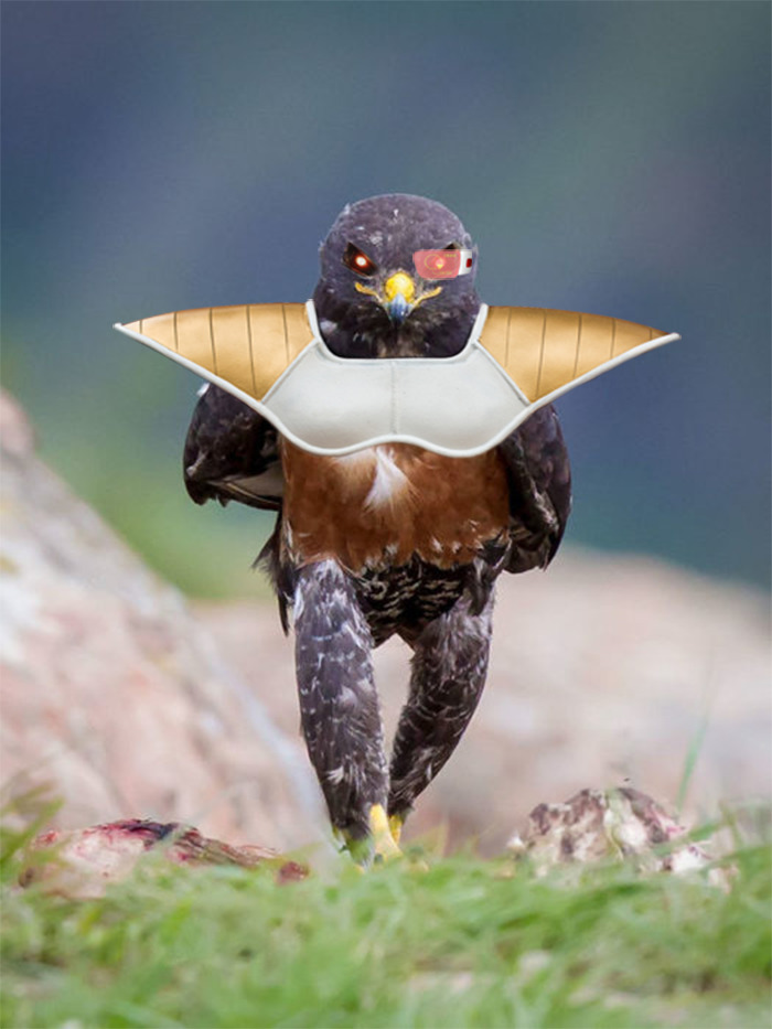 Saiyan Hawk