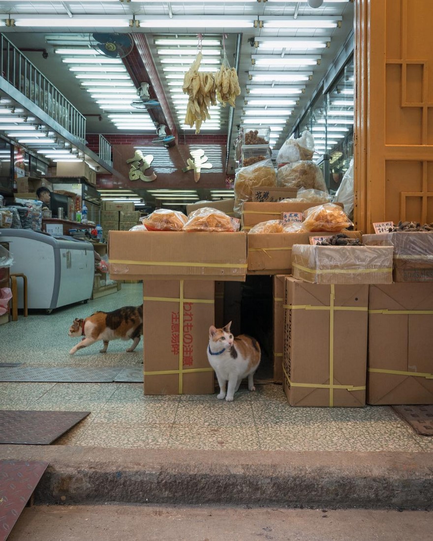 Shop Cats
