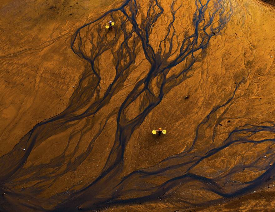 Tree Of Life (Remarkable Award In Open Color Category)