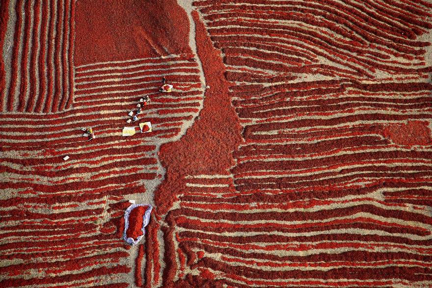 Harvest Season (Honorable Mention In Open Color Category)