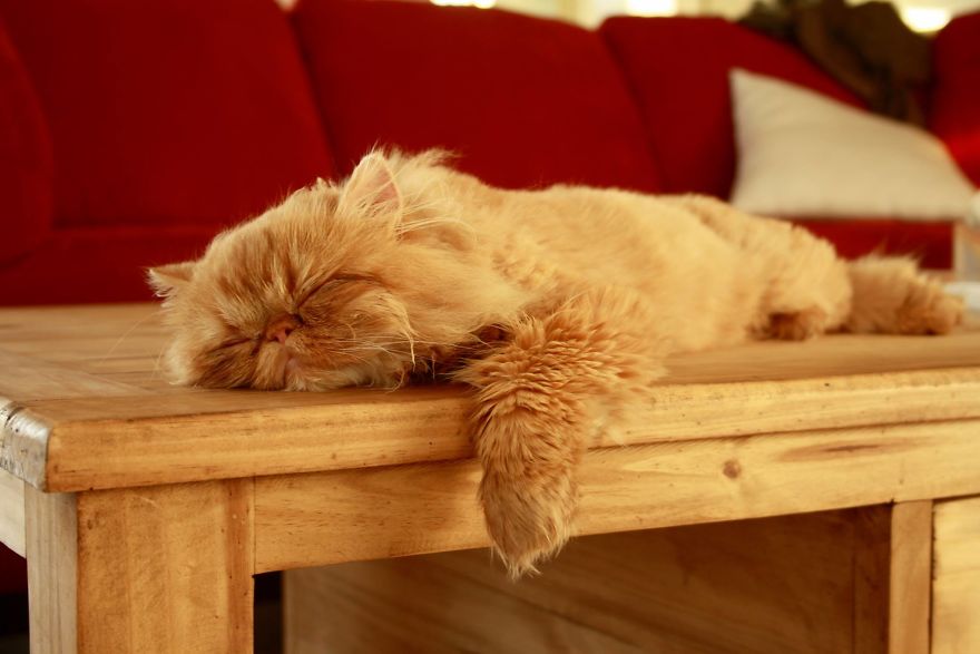 Meet Lord Wellington The Cat: Natural Redhead With A Witty Cattitude