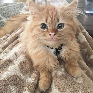 finleymelissa6 avatar