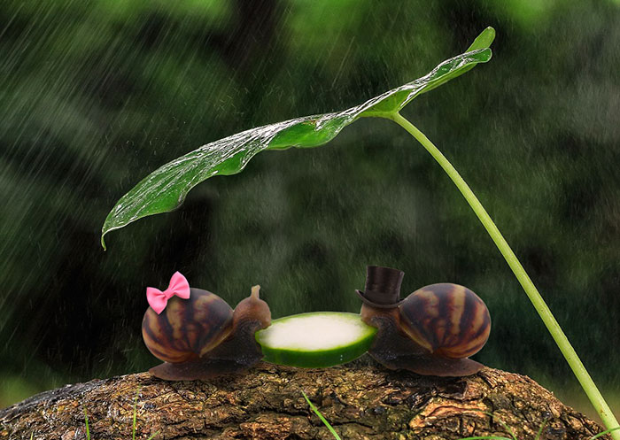 snail-eating-cucumber-photoshop-battle-1 snail-eating-cucumber-photoshop-battle-1