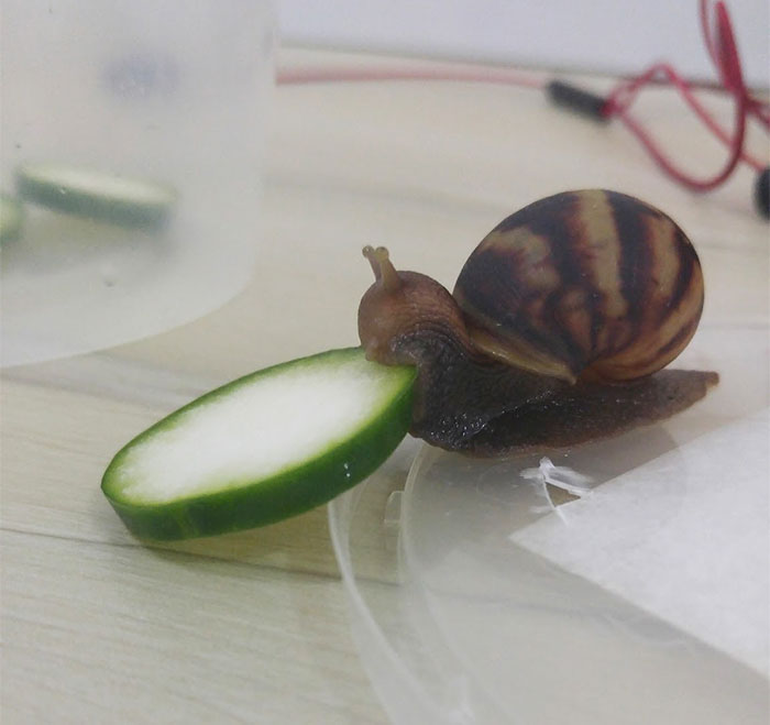 snail-eating-cucumber-photoshop-battle-9 snail-eating-cucumber-photoshop-battle-9