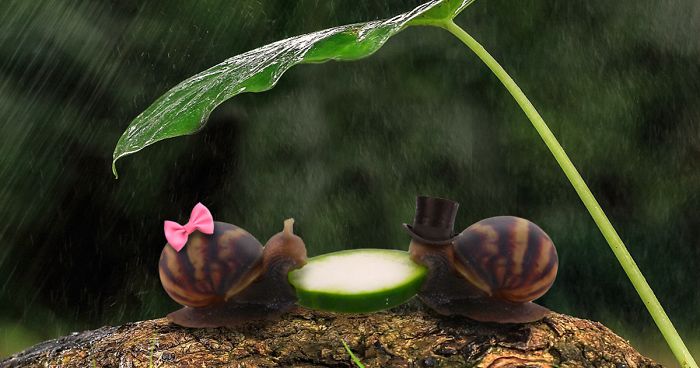 Snail Eating Cucumber Sparks Photoshop Battle, Internet Creates Better Love Story Than Twilight