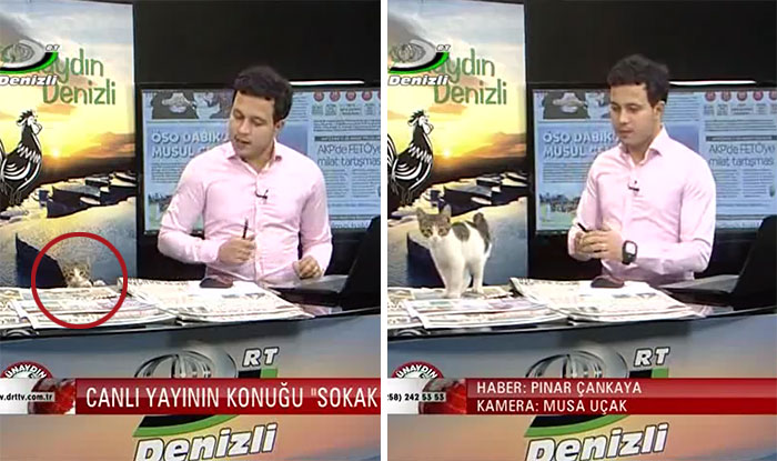 Stray Cat Walks Into Live News Broadcast, Presenter’s Reaction Is Perfect