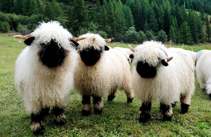 Nadie se pone de acuerdo en si estas ovejas son adorables o terroríficas