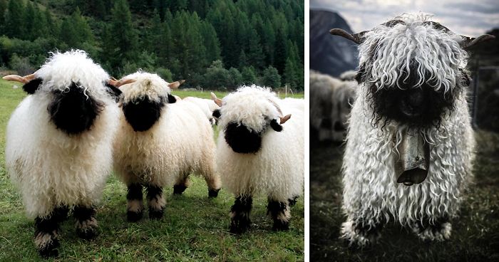 People Can’t Agree Whether These Sheep Are Cute Or Terrifying