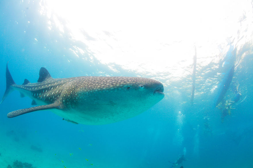 Humans Of Oslob Humans Of Oslob