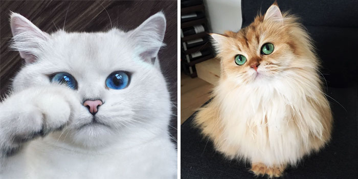 29 Cutest Cats In The World: Purr-fect List For Whiskered Wonder