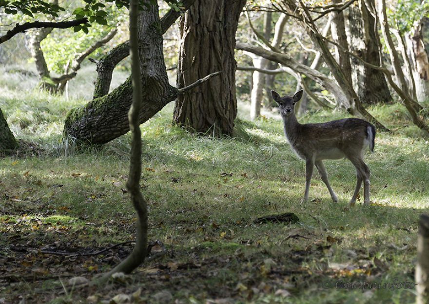 Fallow Deers In The Wild In Holland