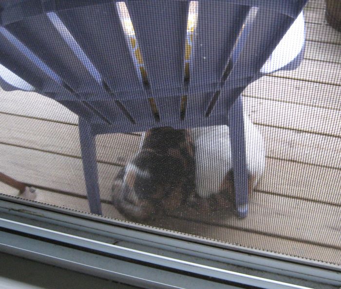 My Two Cats Won The Olympic Medal For Synchronized Napping