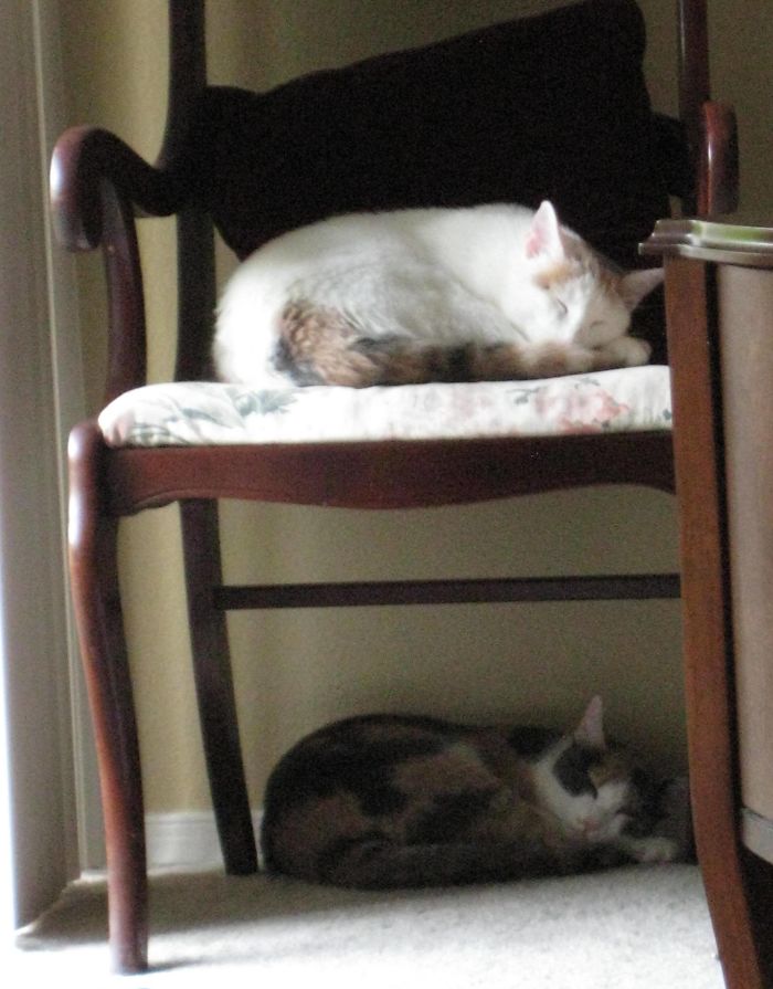 My Two Cats Won The Olympic Medal For Synchronized Napping
