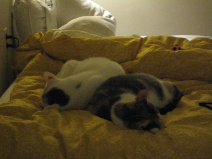 My Two Cats Won The Olympic Medal For Synchronized Napping My Two Cats Won The Olympic Medal For Synchronized Napping
