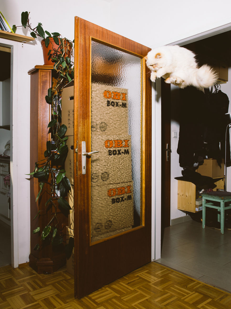 Jumping Cats By Daniel Gebhart De Koekkoek