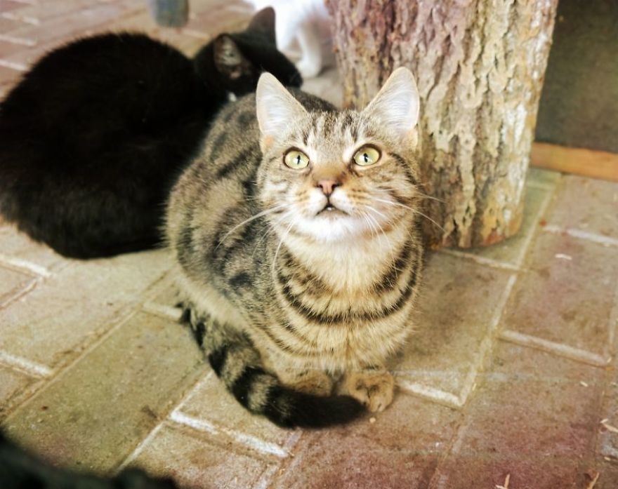 I Capture The Beautiful Character Of Shelter Cats I Capture The Beautiful Character Of Shelter Cats