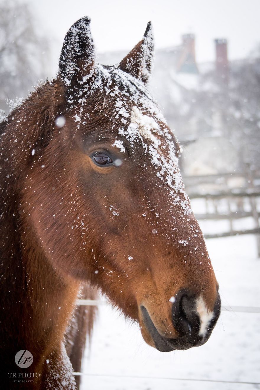 I Live With Horses And I Take Pictures Of Them