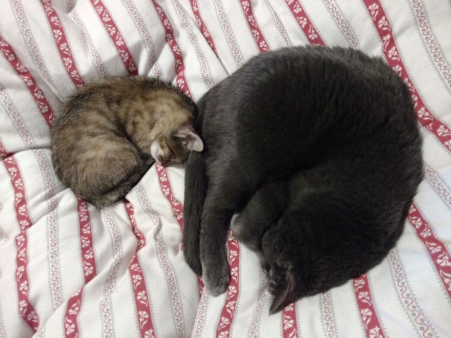 Rescue Kitten Finds Foster Mom Who Takes Care Of Her Day And Night Rescue Kitten Finds Foster Mom Who Takes Care Of Her Day And Night