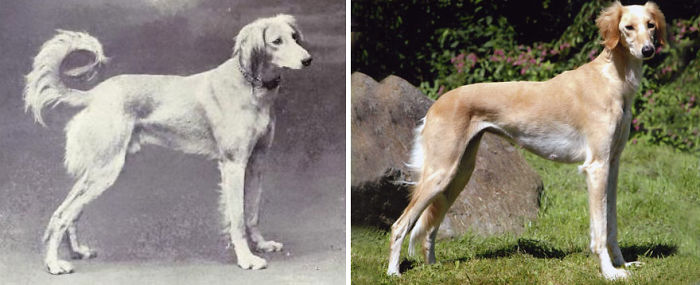 Saluki
