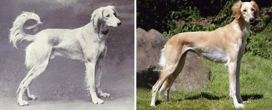 Saluki Saluki