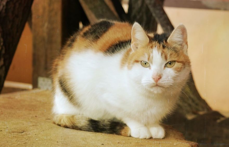 I Capture The Beautiful Character Of Shelter Cats I Capture The Beautiful Character Of Shelter Cats