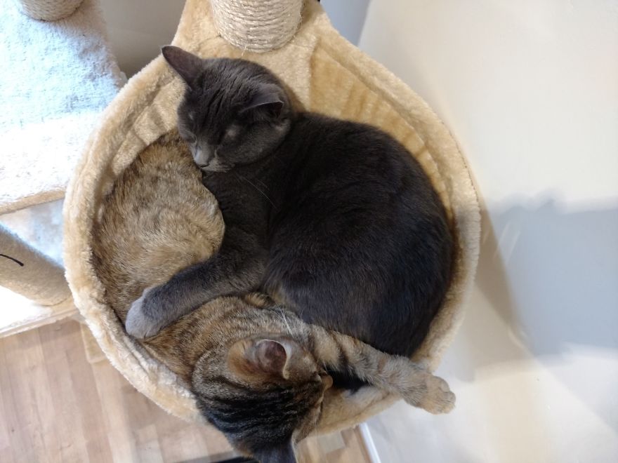 Rescue Kitten Finds Foster Mom Who Takes Care Of Her Day And Night Rescue Kitten Finds Foster Mom Who Takes Care Of Her Day And Night