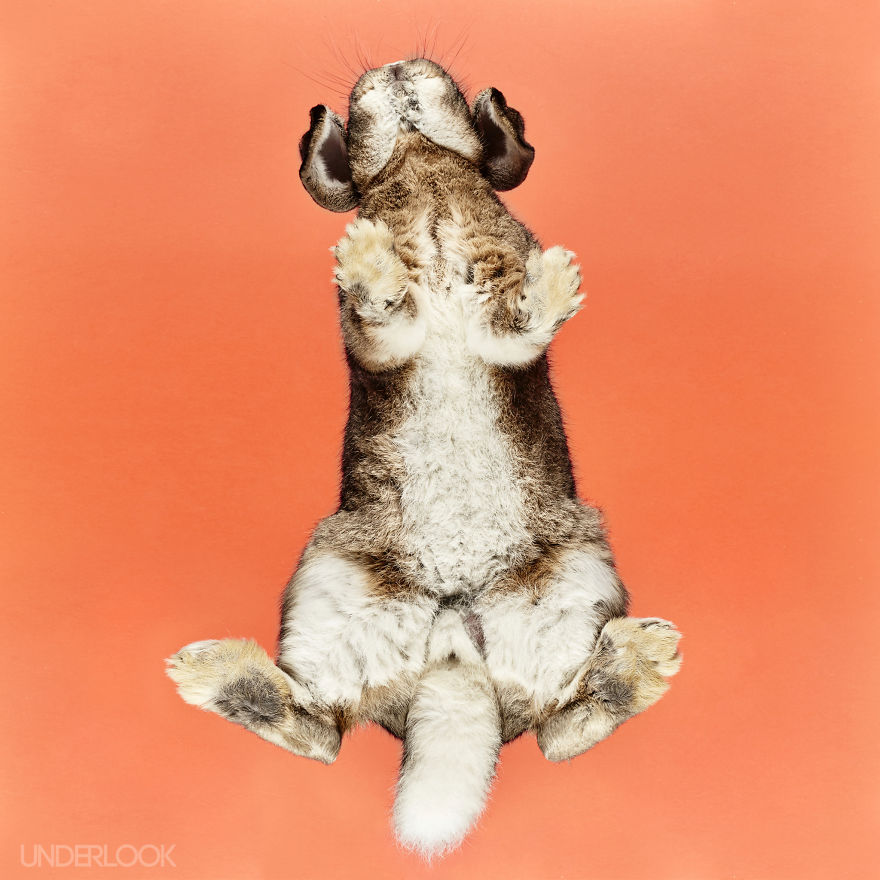Under-rabbits