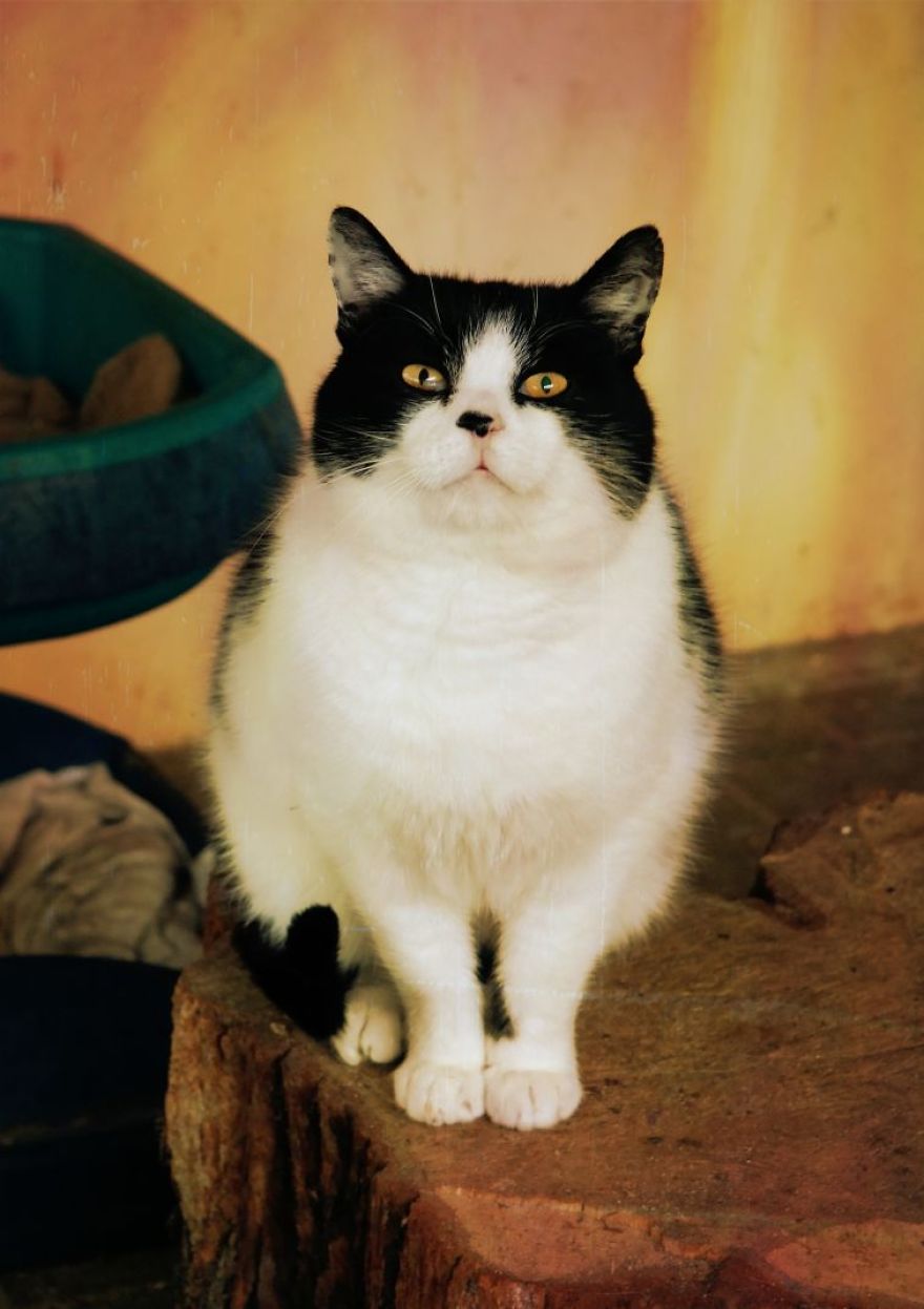 I Capture The Beautiful Character Of Shelter Cats I Capture The Beautiful Character Of Shelter Cats