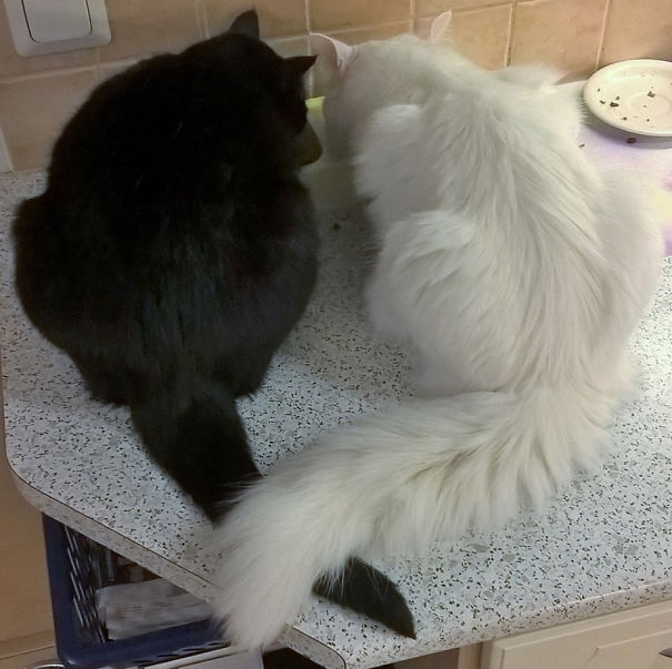 Yin And Yang (female -bella And Male Pedro)