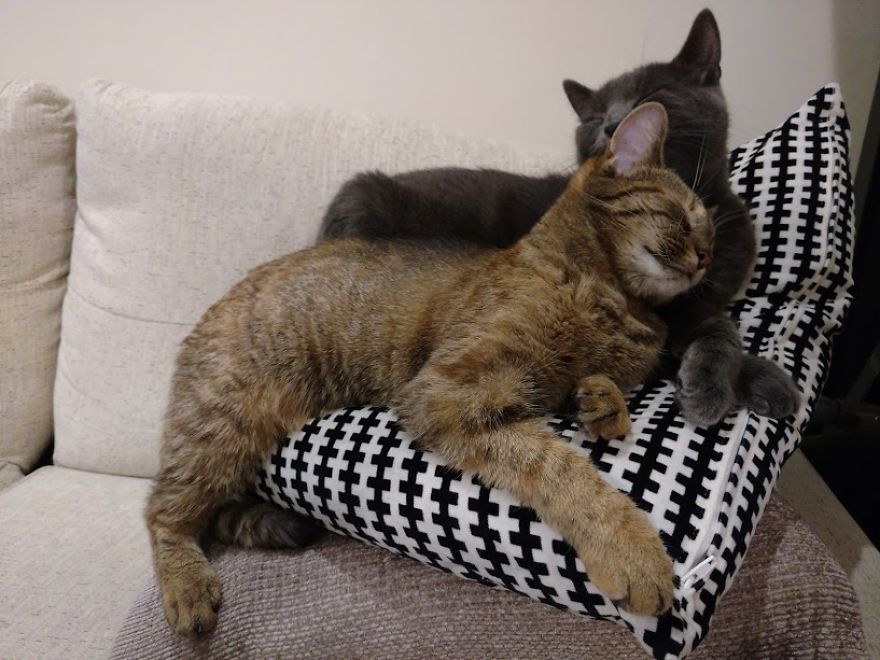 Rescue Kitten Finds Foster Mom Who Takes Care Of Her Day And Night Rescue Kitten Finds Foster Mom Who Takes Care Of Her Day And Night