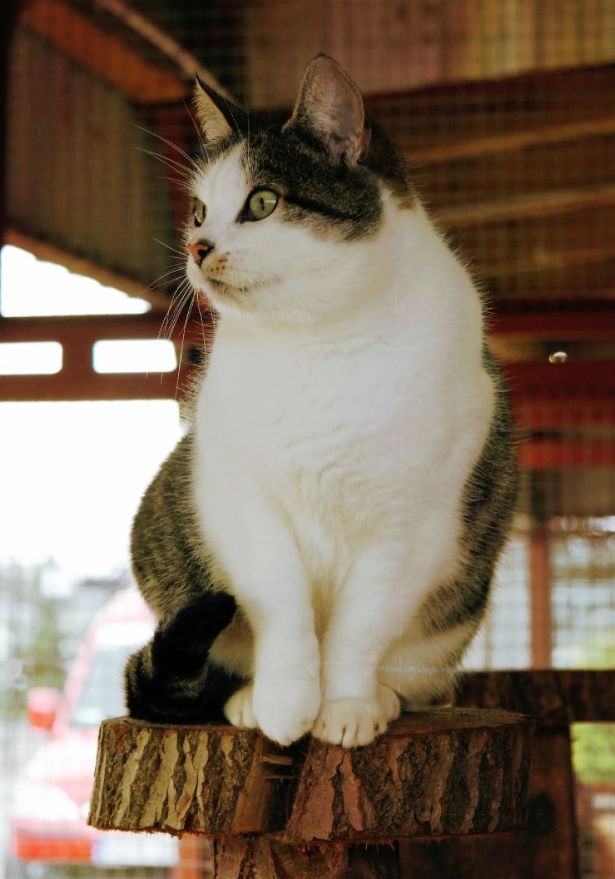 I Capture The Beautiful Character Of Shelter Cats I Capture The Beautiful Character Of Shelter Cats