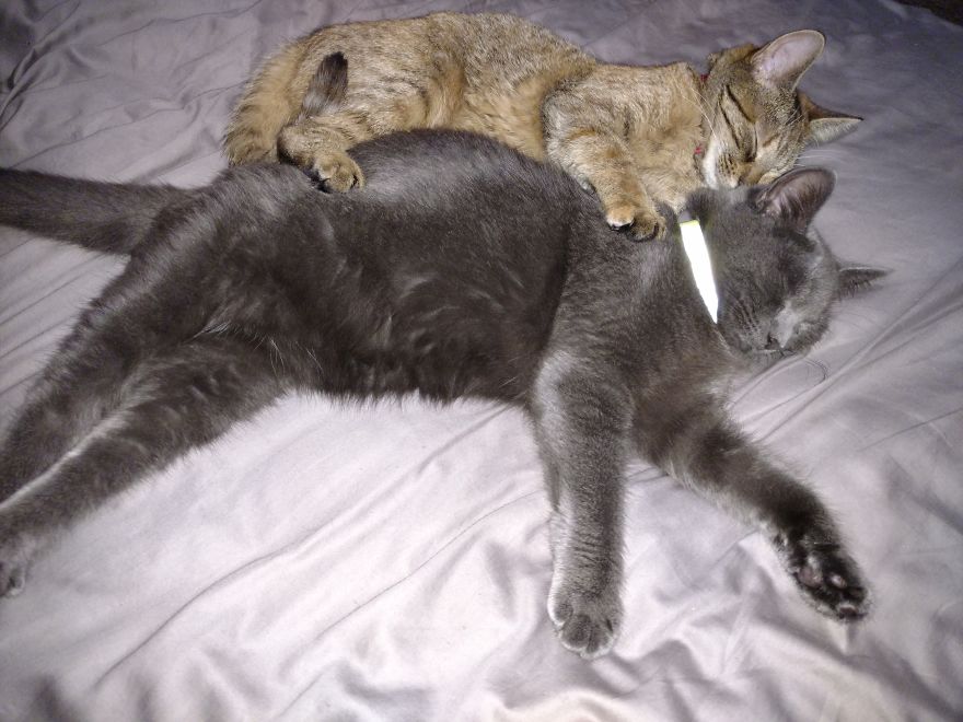 Rescue Kitten Finds Foster Mom Who Takes Care Of Her Day And Night Rescue Kitten Finds Foster Mom Who Takes Care Of Her Day And Night