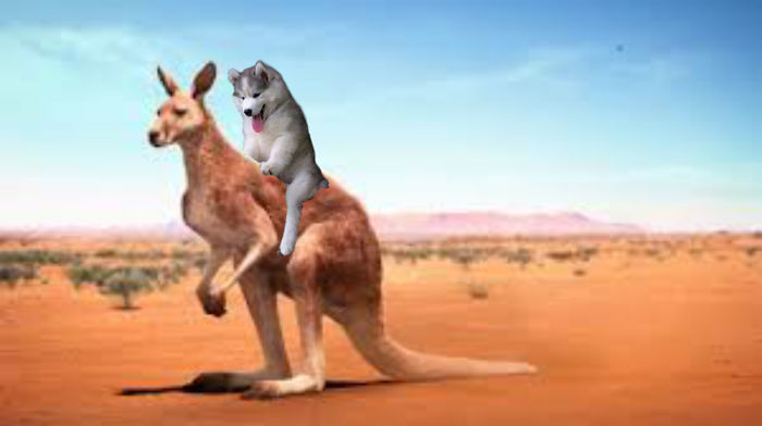 Husky Downunder