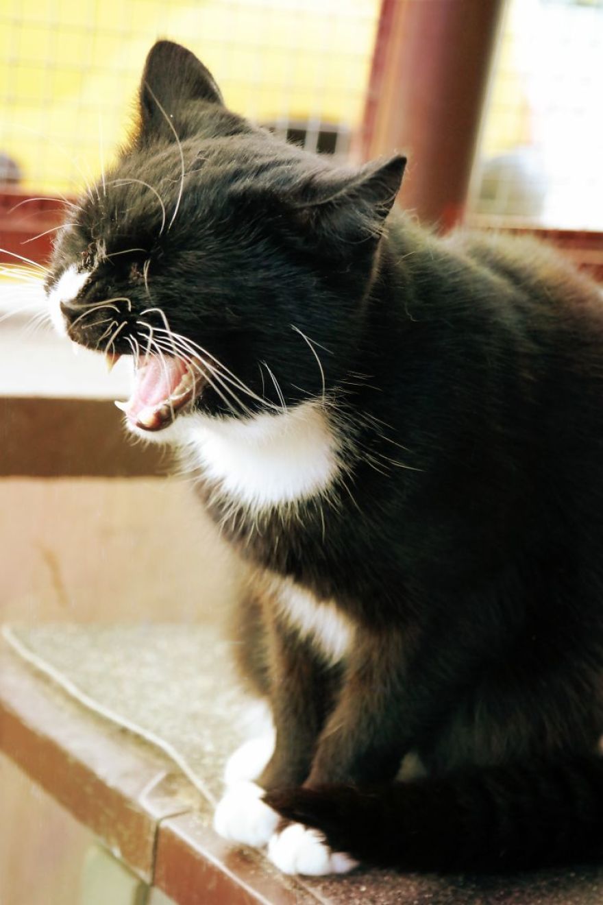 I Capture The Beautiful Character Of Shelter Cats I Capture The Beautiful Character Of Shelter Cats