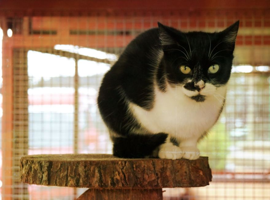 I Capture The Beautiful Character Of Shelter Cats I Capture The Beautiful Character Of Shelter Cats