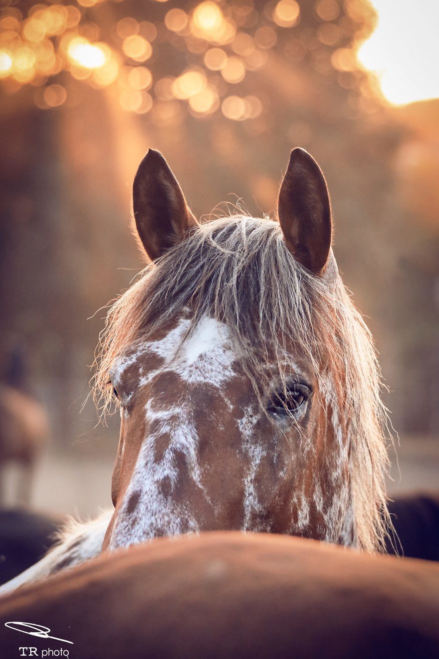 I Live With Horses And I Take Pictures Of Them