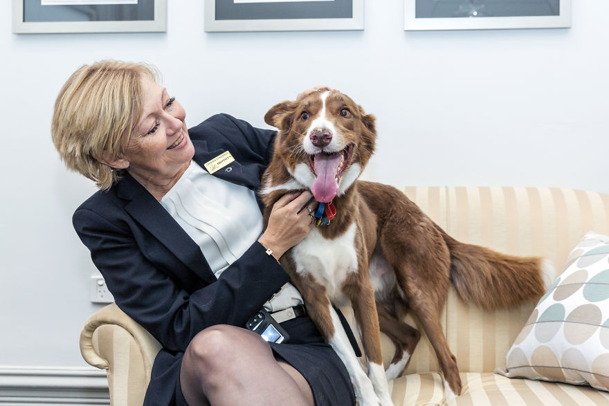 Anxious Dog Finds His Calling At A Funeral Home Anxious Dog Finds His Calling At A Funeral Home