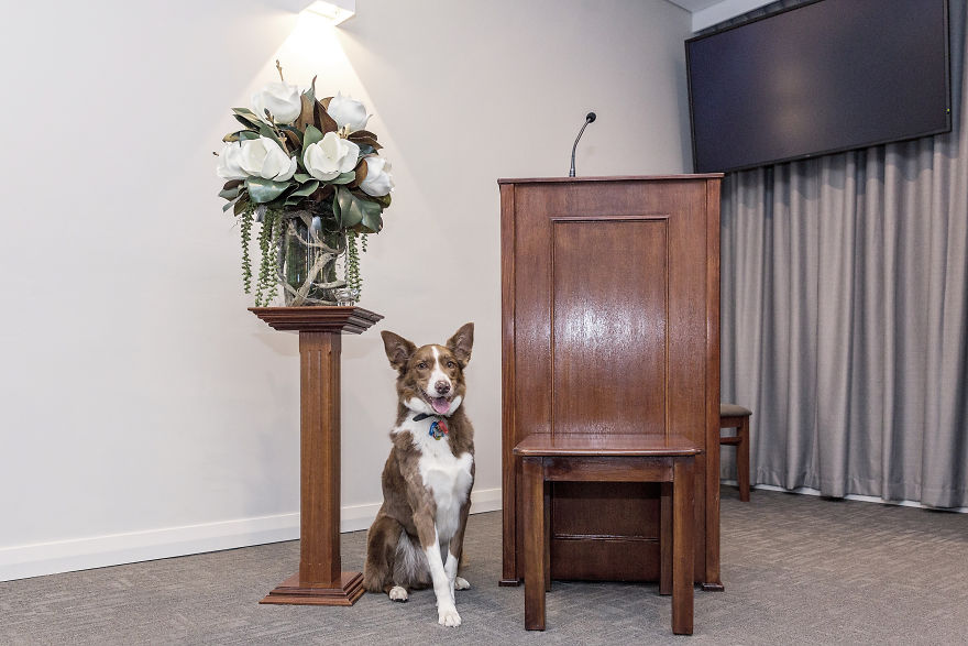 Anxious Dog Finds His Calling At A Funeral Home Anxious Dog Finds His Calling At A Funeral Home