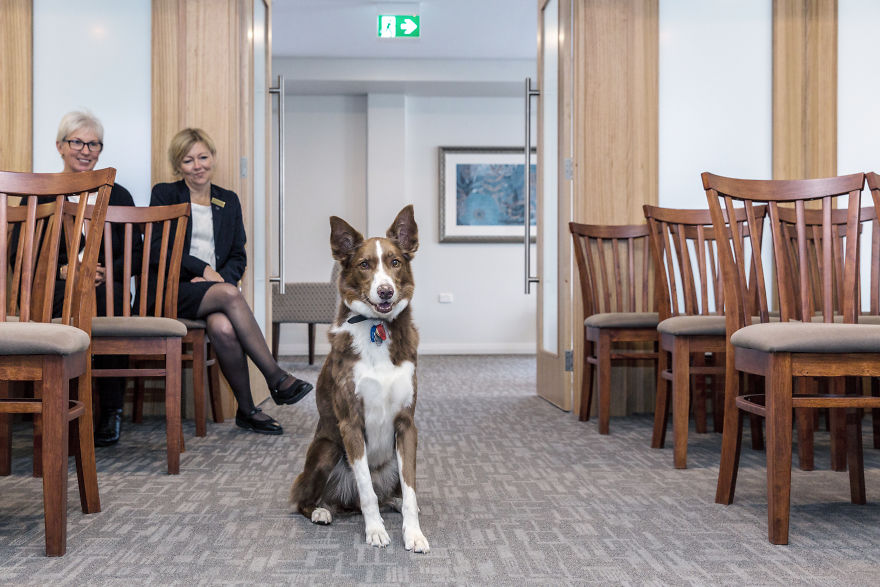 Anxious Dog Finds His Calling At A Funeral Home Anxious Dog Finds His Calling At A Funeral Home