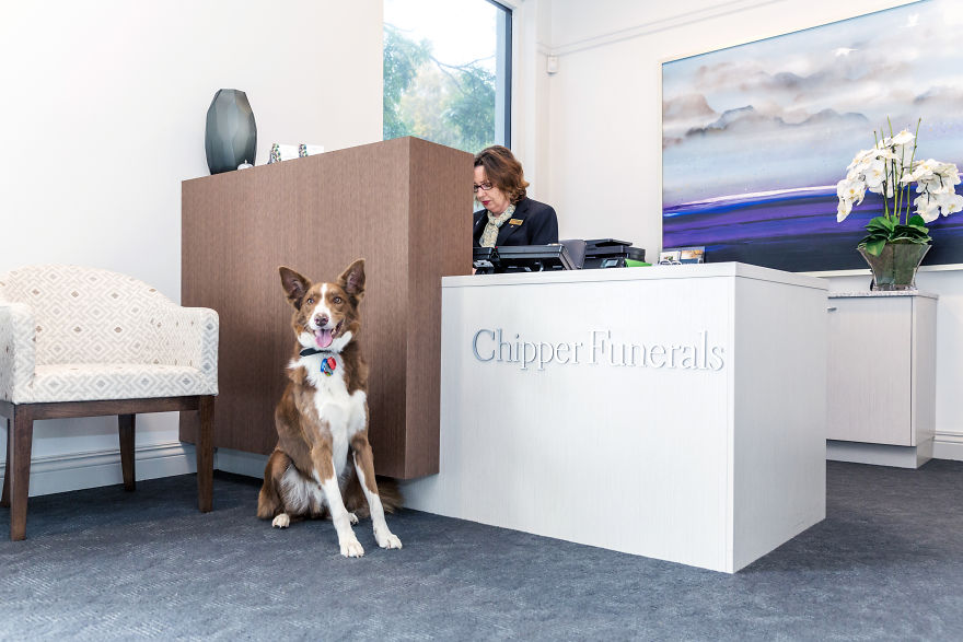 Anxious Dog Finds His Calling At A Funeral Home
