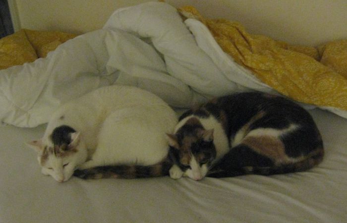 My Two Cats Won The Olympic Medal For Synchronized Napping My Two Cats Won The Olympic Medal For Synchronized Napping