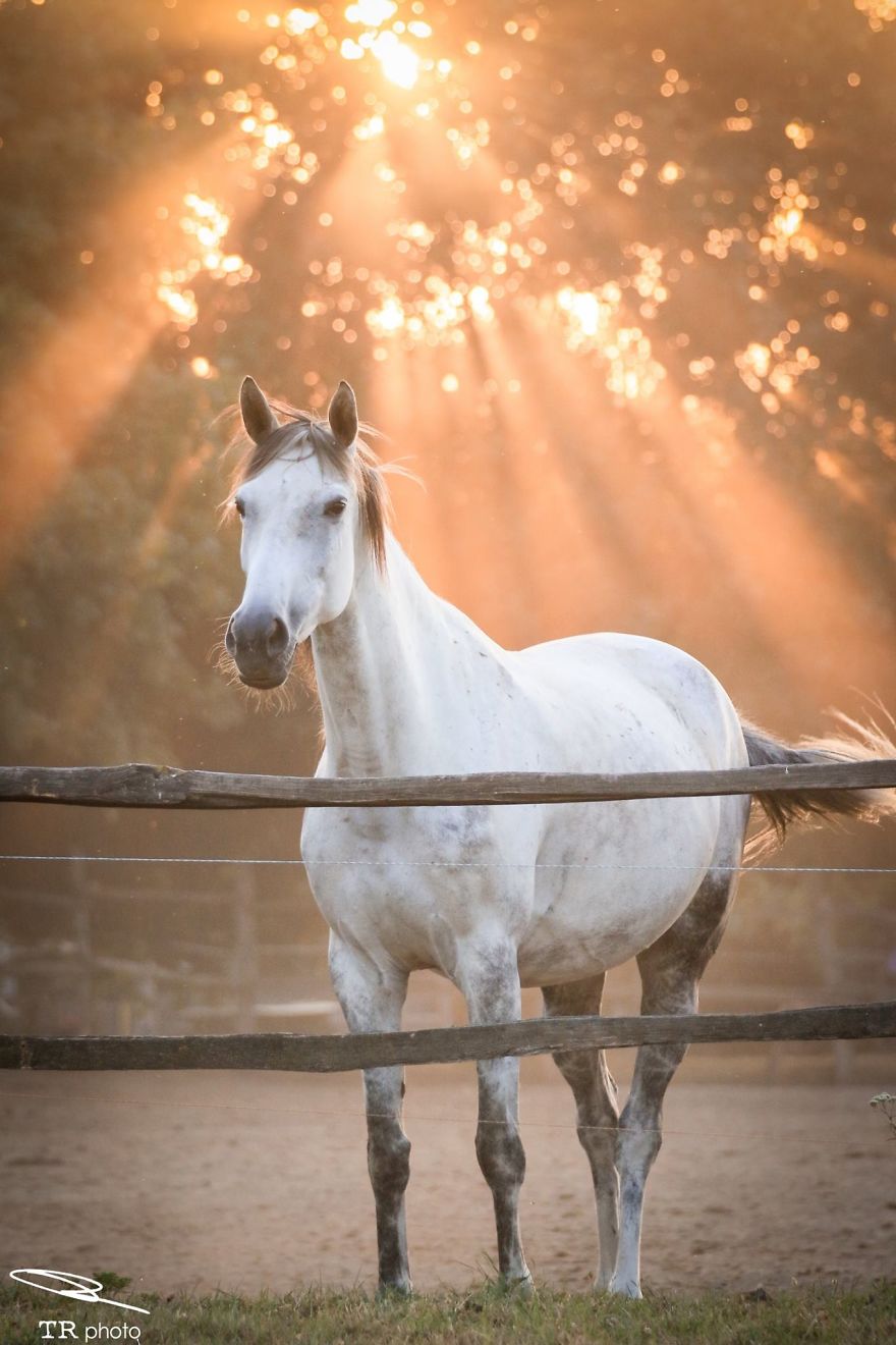 I Live With Horses And I Take Pictures Of Them