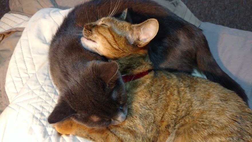 Rescue Kitten Finds Foster Mom Who Takes Care Of Her Day And Night Rescue Kitten Finds Foster Mom Who Takes Care Of Her Day And Night