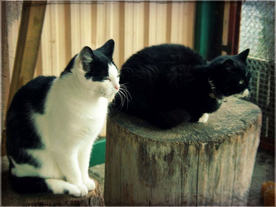 I Capture The Beautiful Character Of Shelter Cats