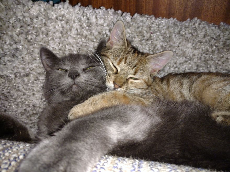 Rescue Kitten Finds Foster Mom Who Takes Care Of Her Day And Night Rescue Kitten Finds Foster Mom Who Takes Care Of Her Day And Night