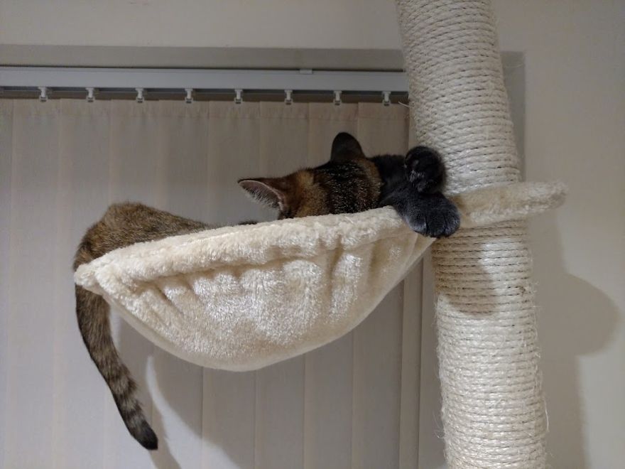 Rescue Kitten Finds Foster Mom Who Takes Care Of Her Day And Night Rescue Kitten Finds Foster Mom Who Takes Care Of Her Day And Night