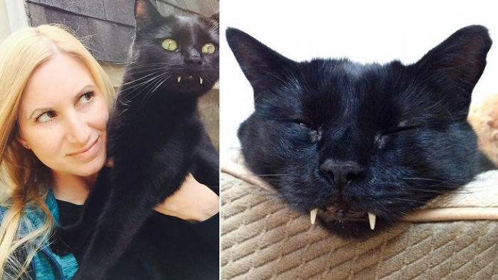 After Being Abandoned, 'vampire Cat' Finds Home With Woman Who Battled Depression After Being Abandoned, 'vampire Cat' Finds Home With Woman Who Battled Depression