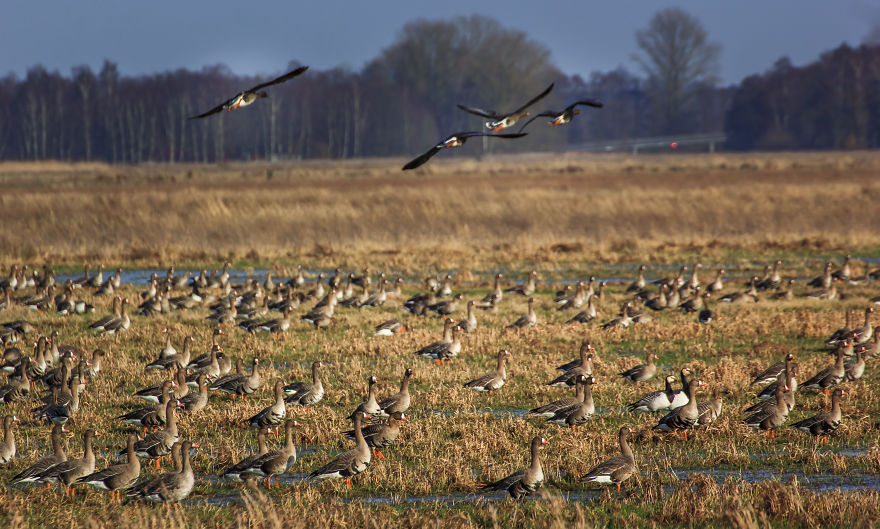 If You Never Visit The "Teufelsmoor" In Northern Germany, Take A Look At A Few Shots From There